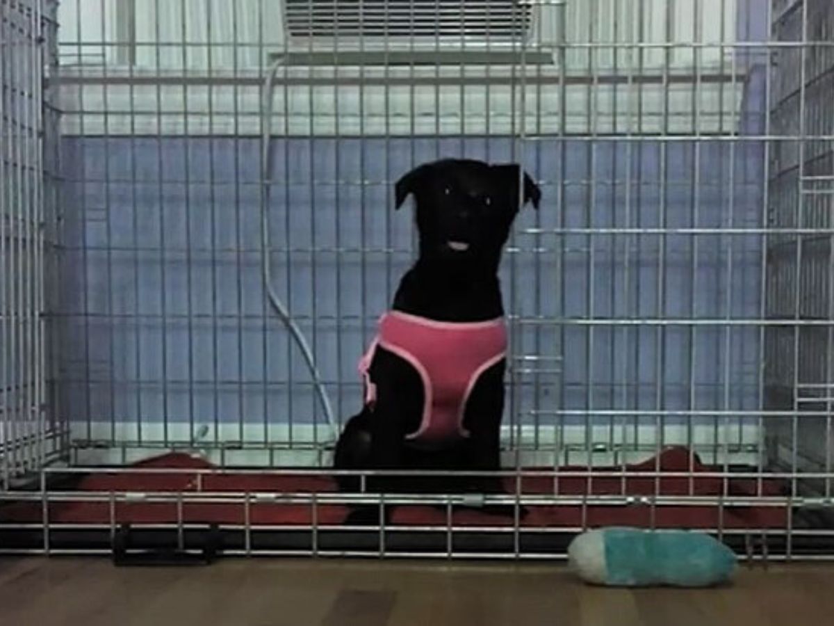 cute black dog