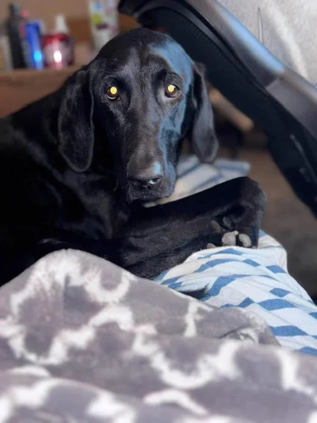 cute black dog
