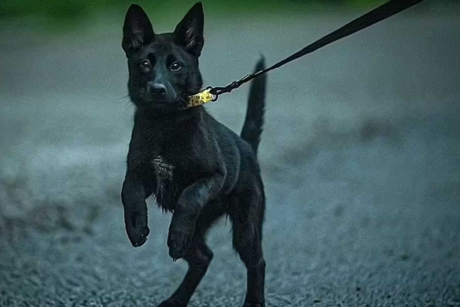 cute black dog on leash