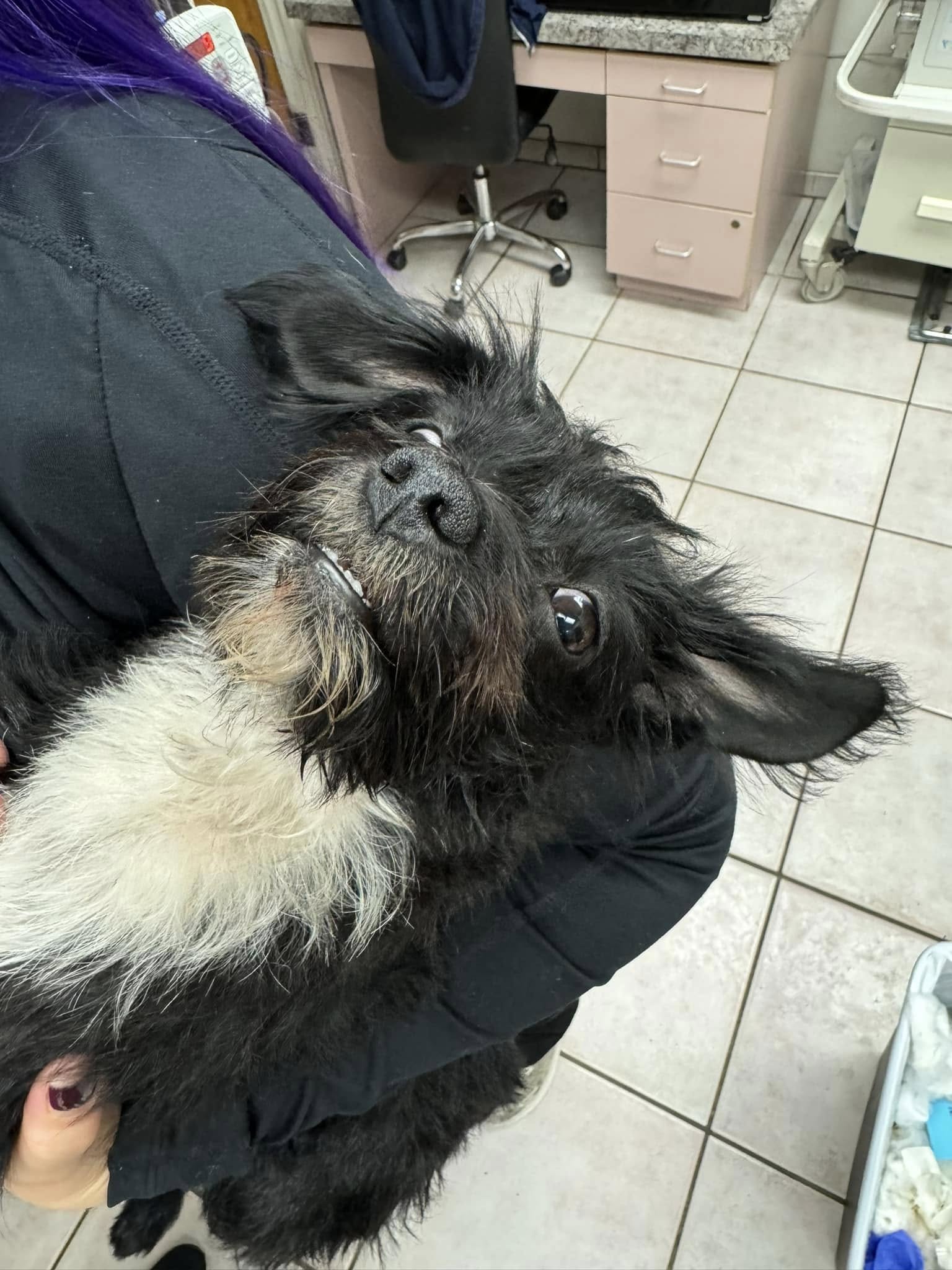 cute black dog