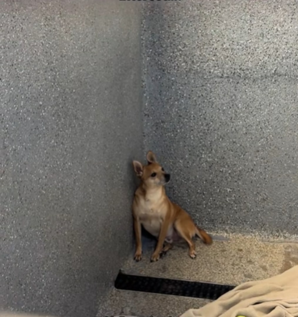 cute chihuahua