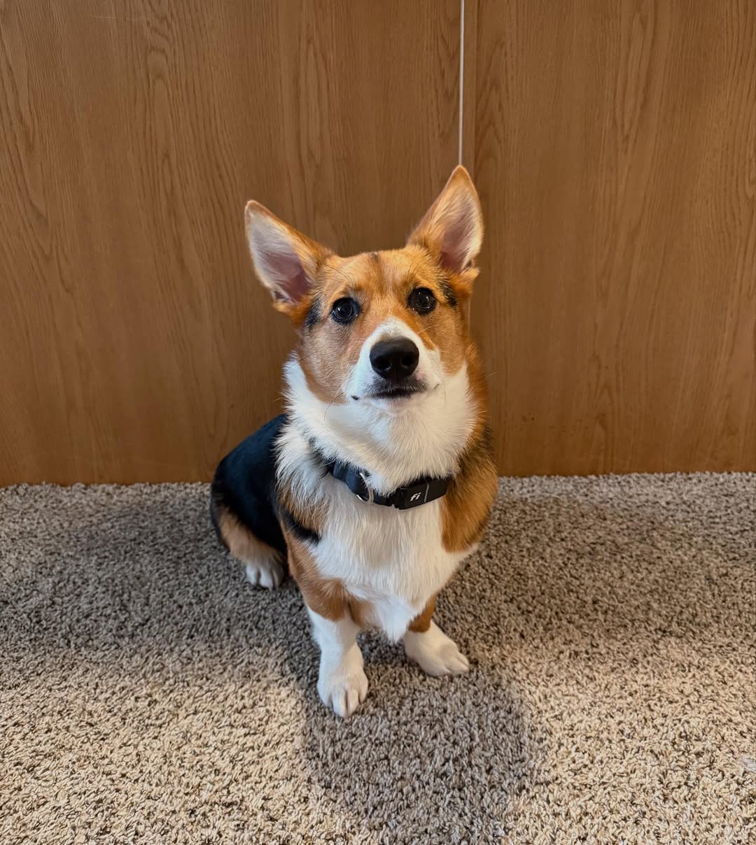 cute corgi
