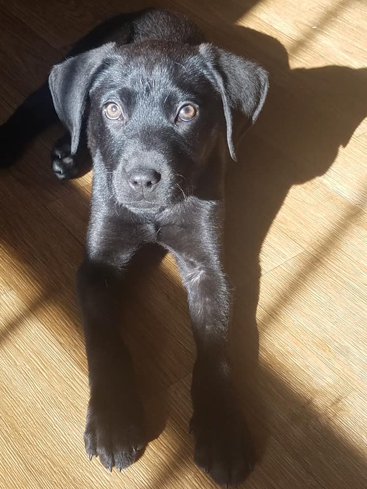 cute deaf black dog