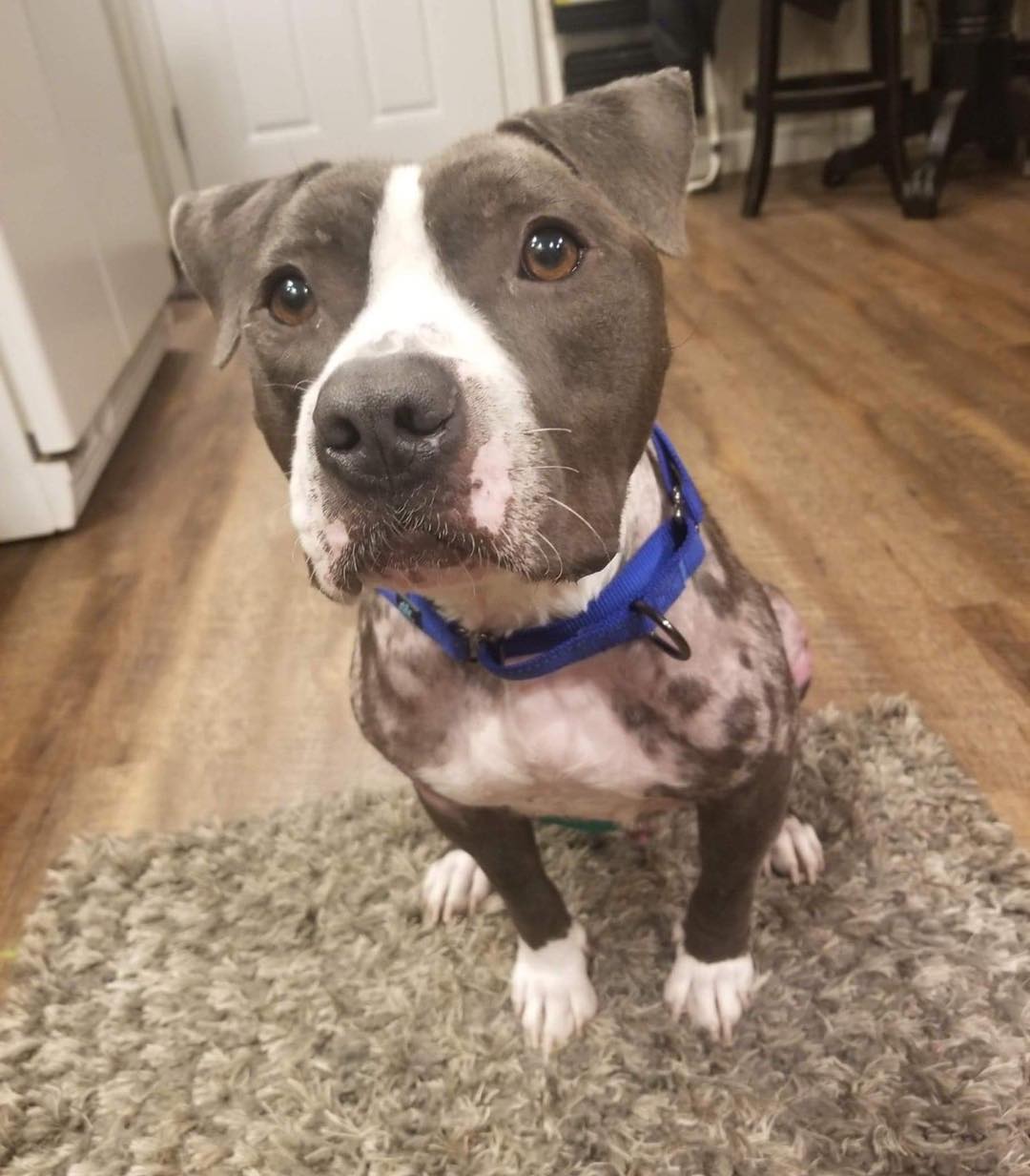 cute dog