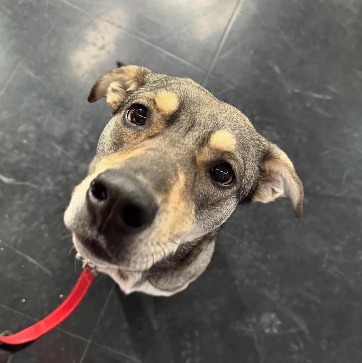 cute dog