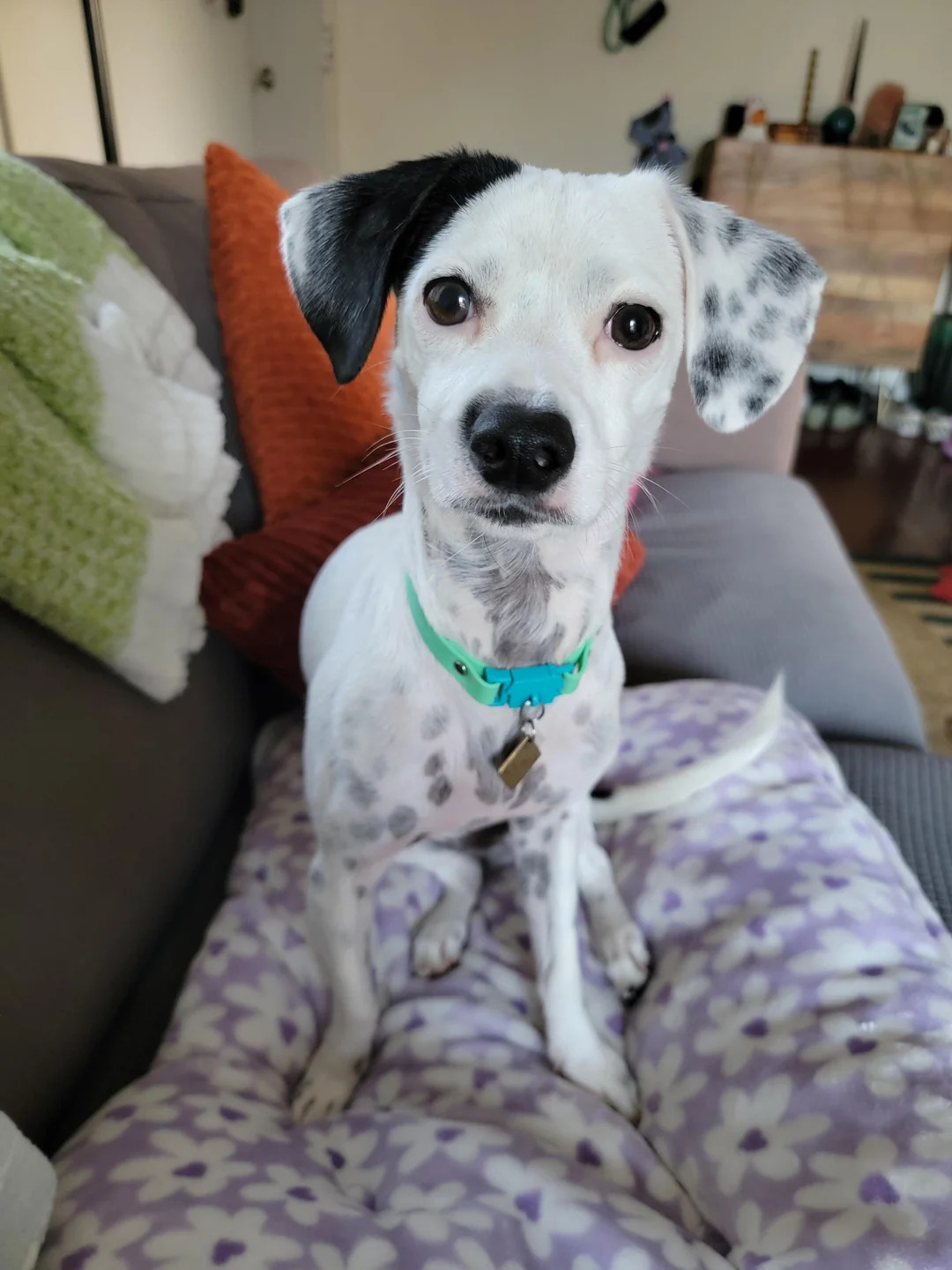 cute dog