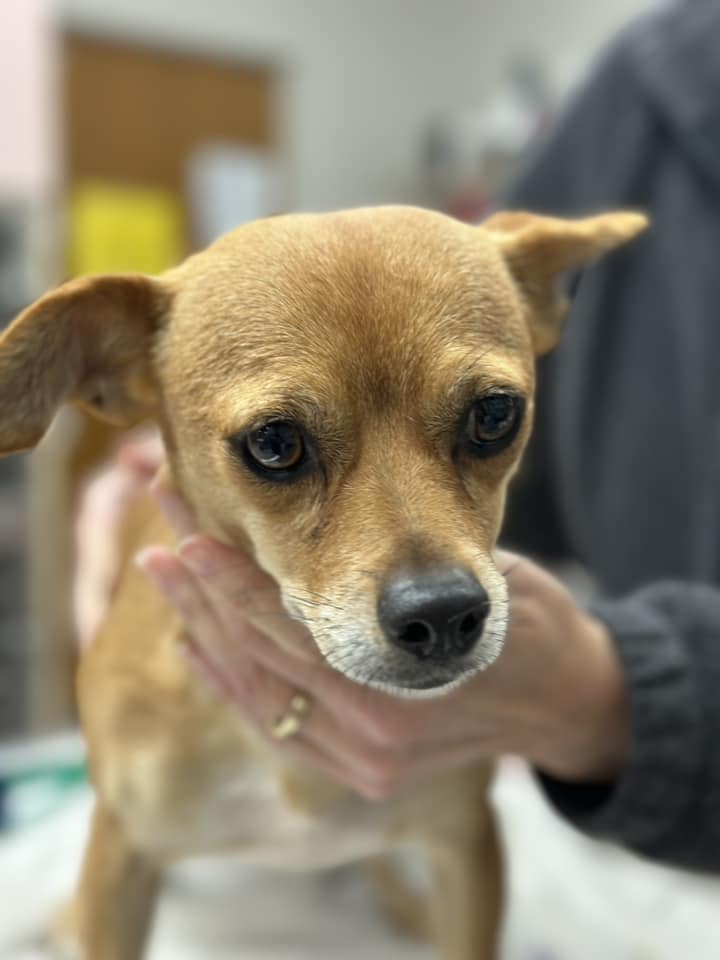 cute dog at vets