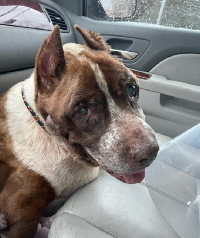 cute dog in car
