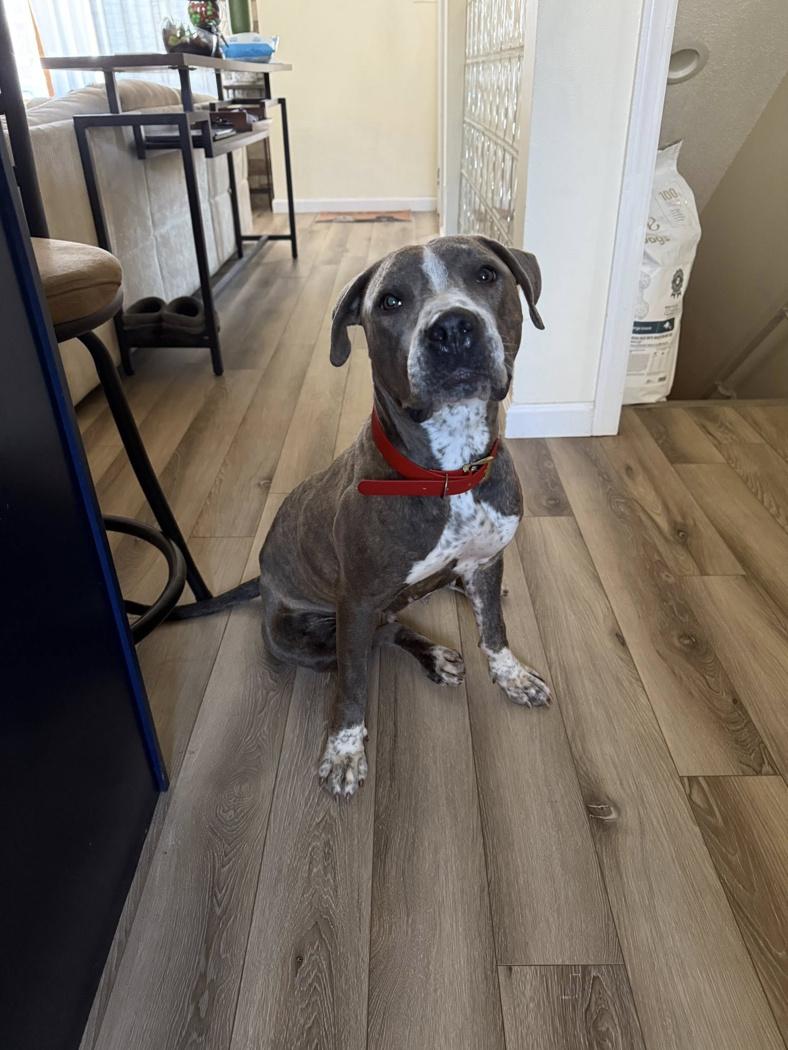 cute dog in house