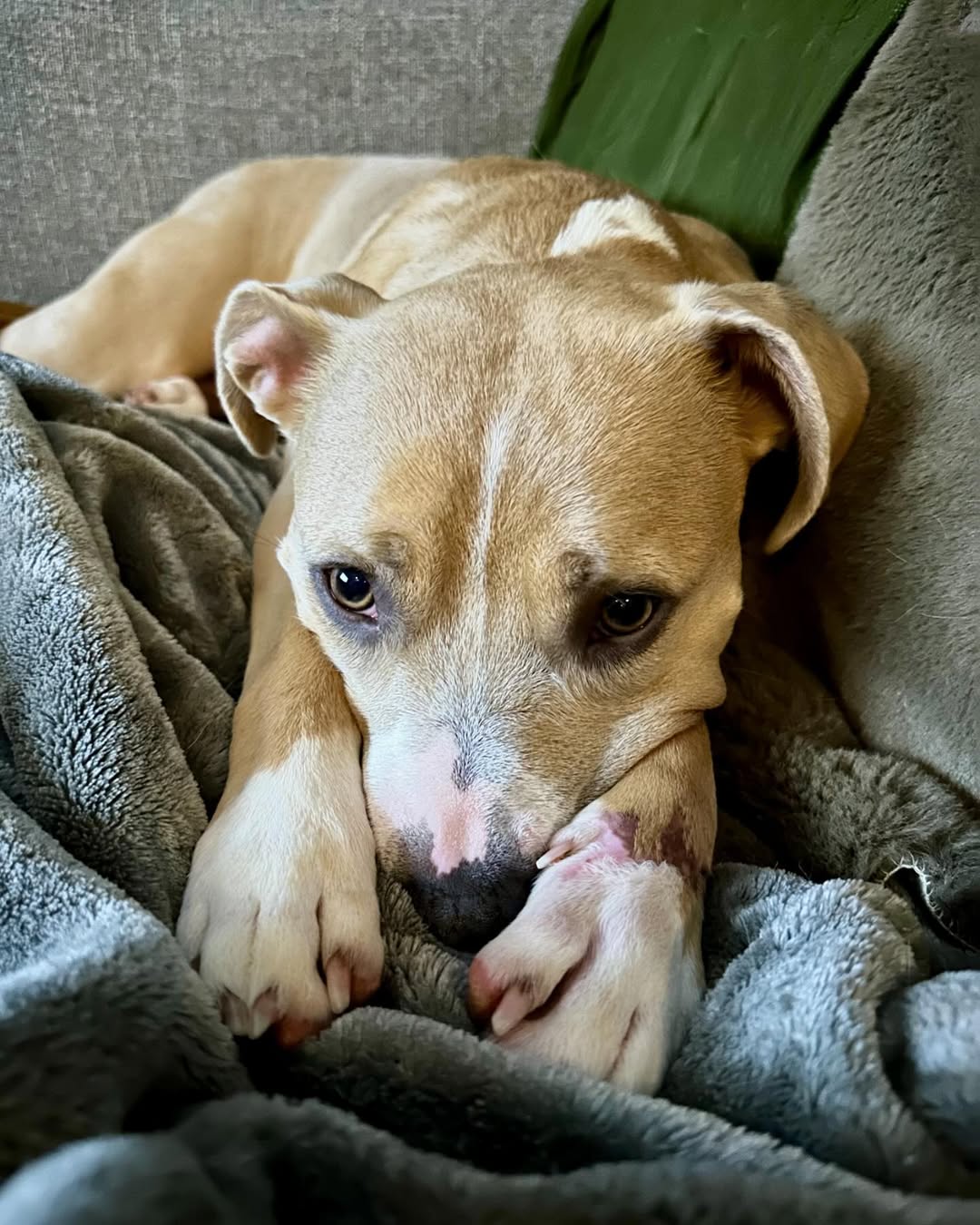 cute dog in house