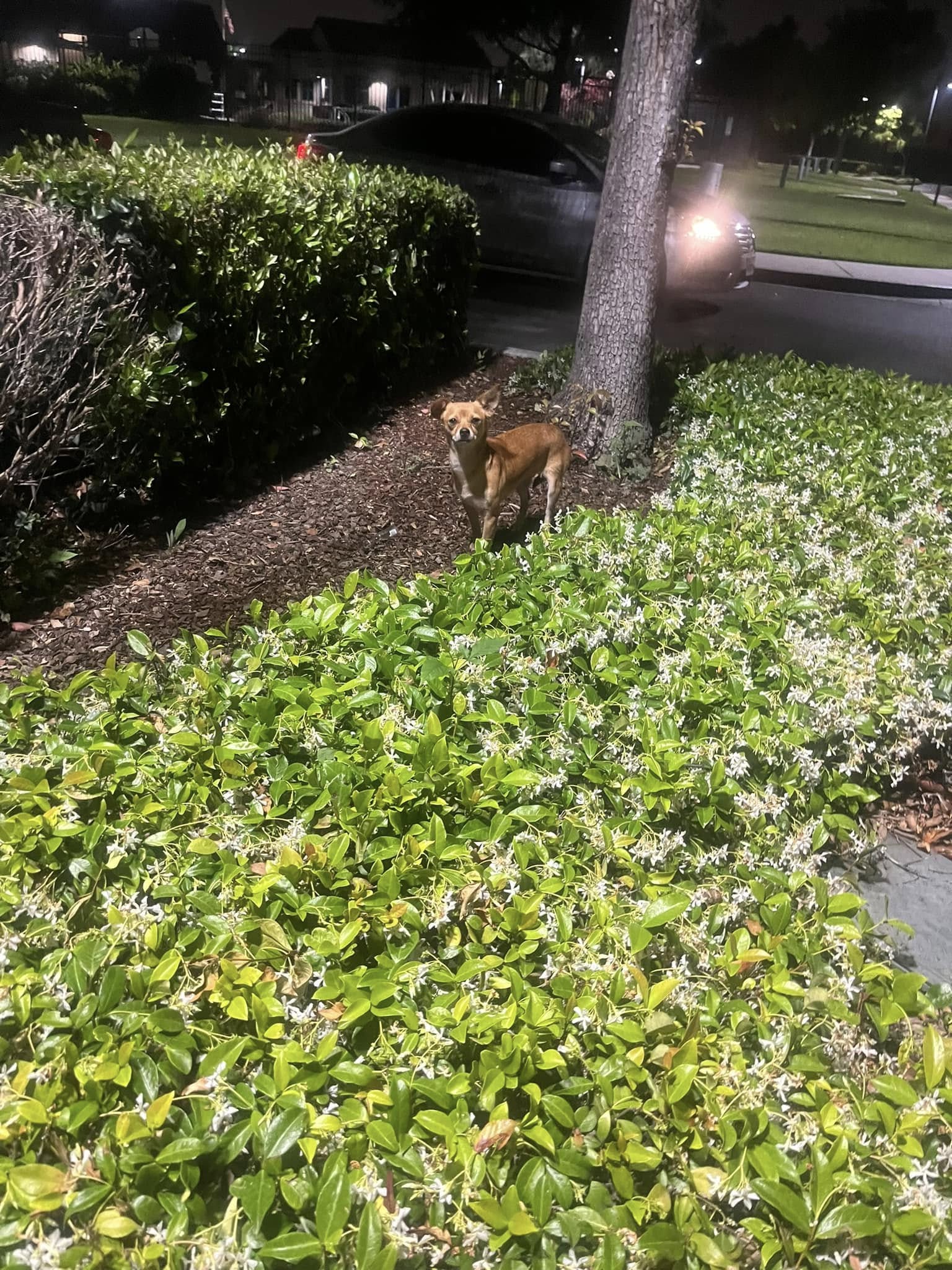 cute dog in yard