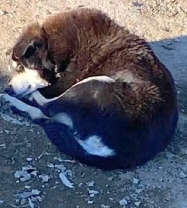 cute dog laying down