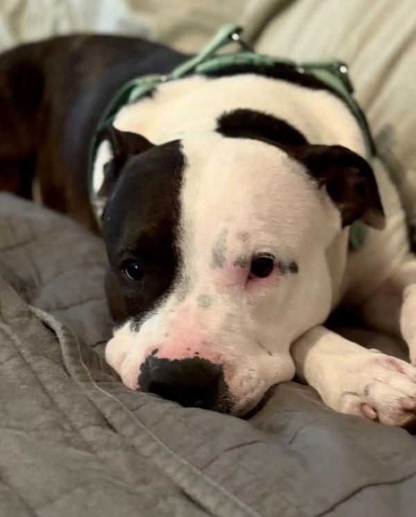 cute dog laying down