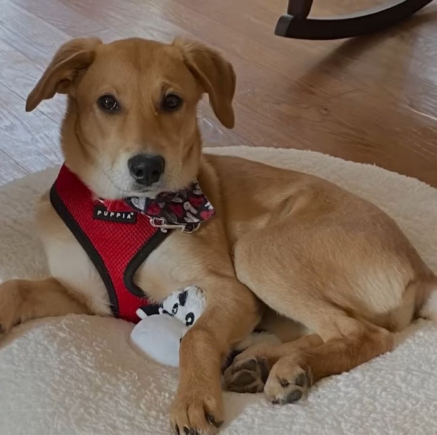 cute dog laying on rug