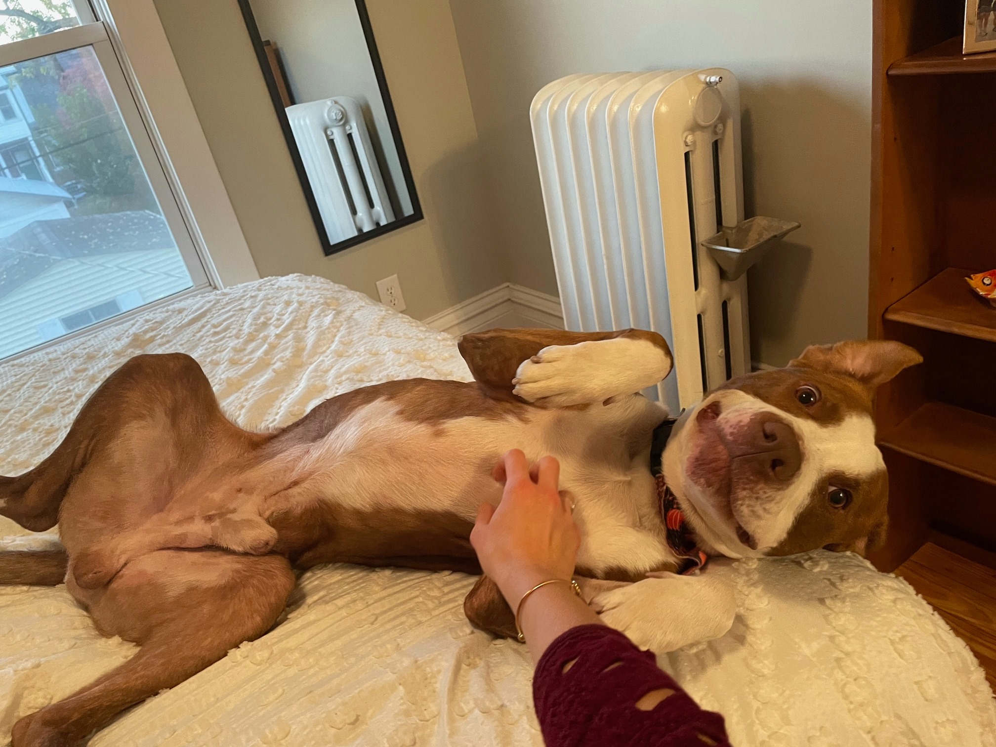 cute dog on bed
