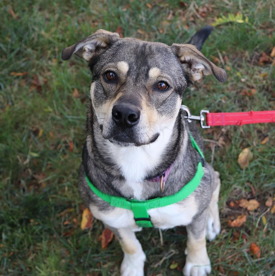 cute dog on leash