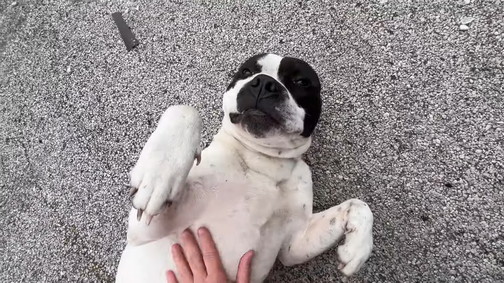 cute dog rolling on its back