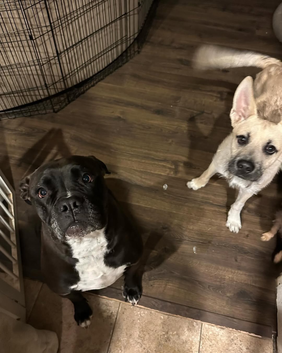cute dogs in house