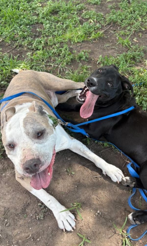 cute dogs laying down