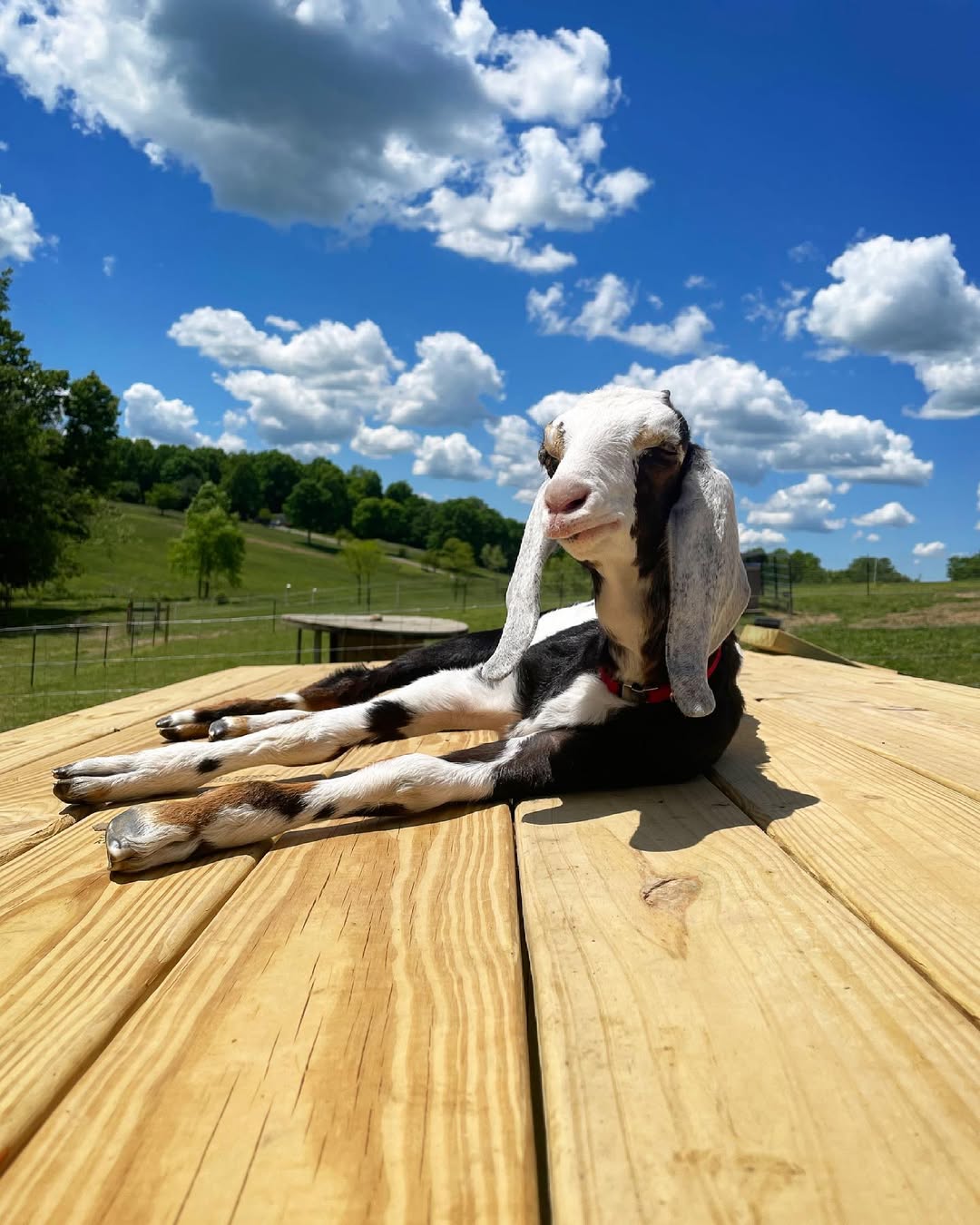 cute goat