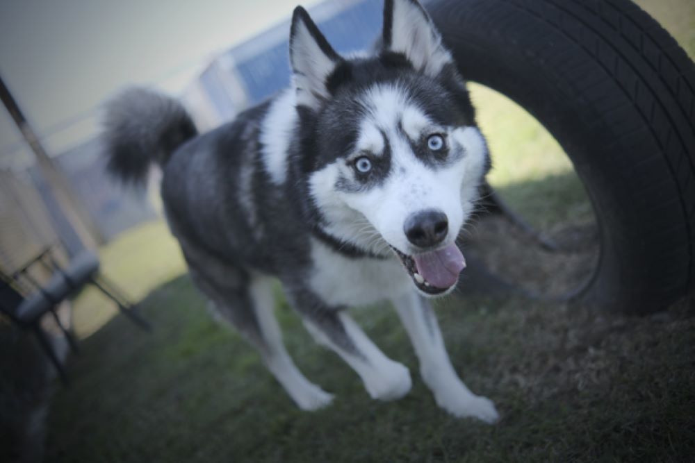 cute husky