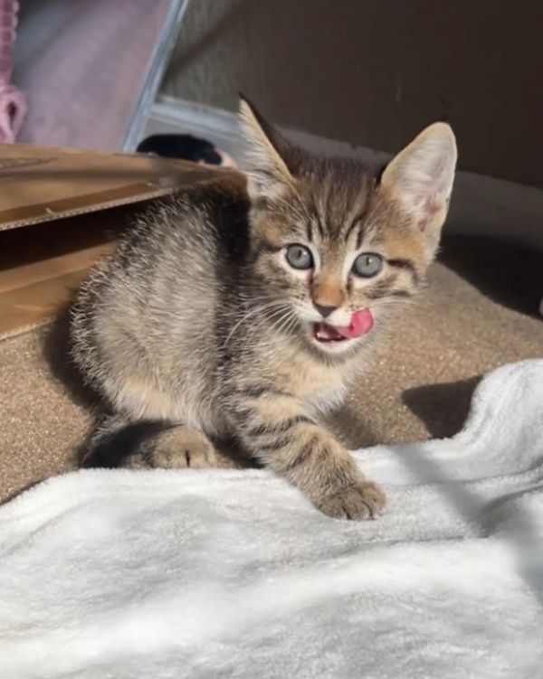 cute kitten