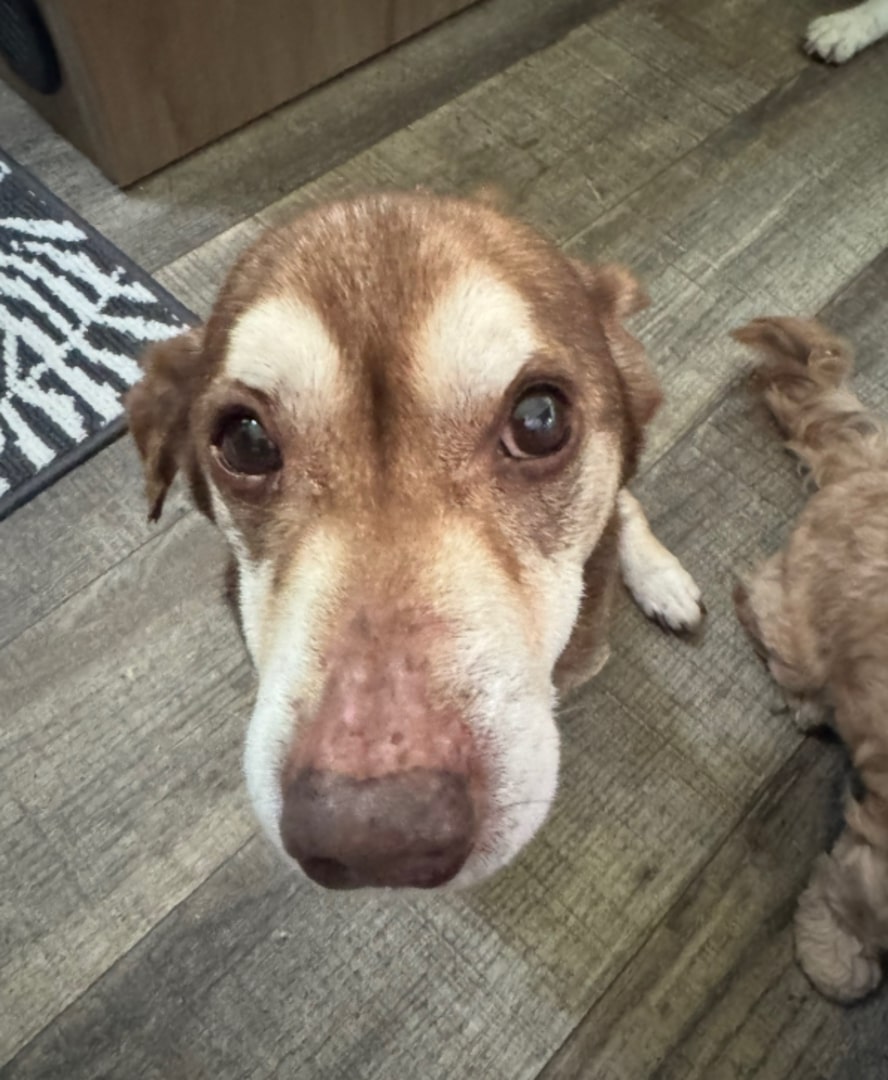 cute old dog