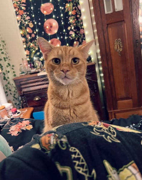 cute orange cat 