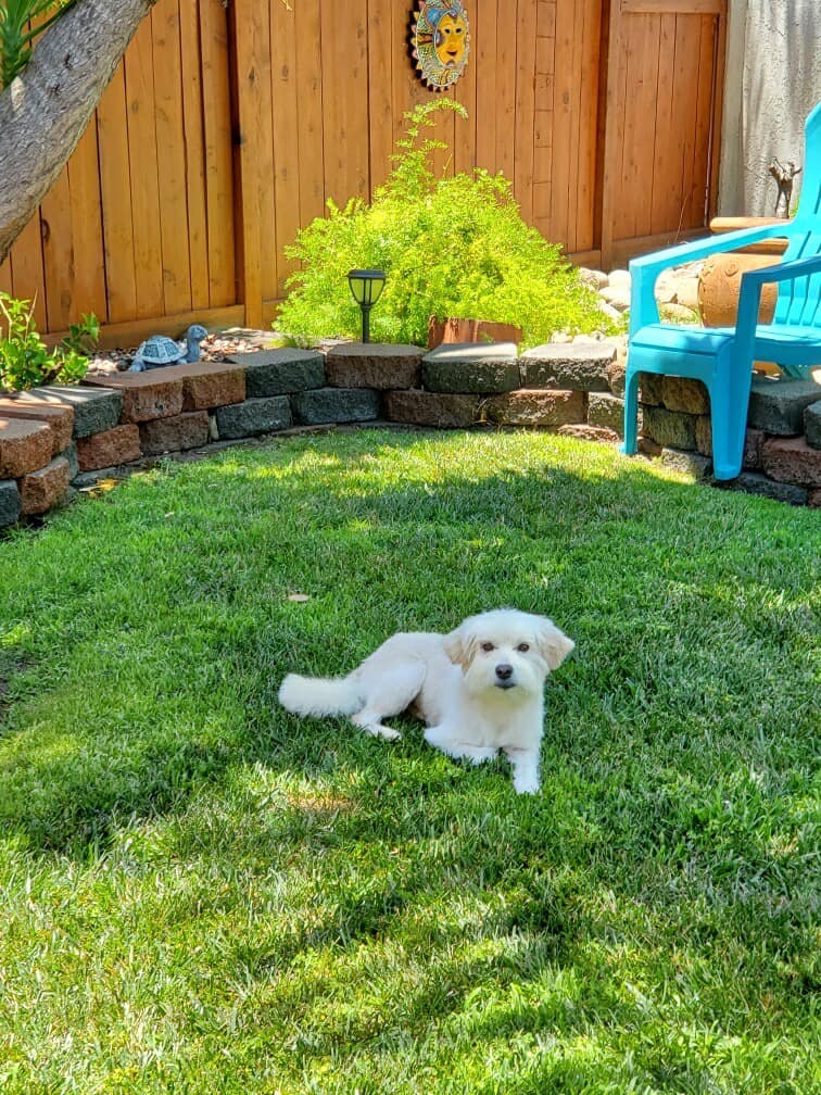 cute puppy in garden 