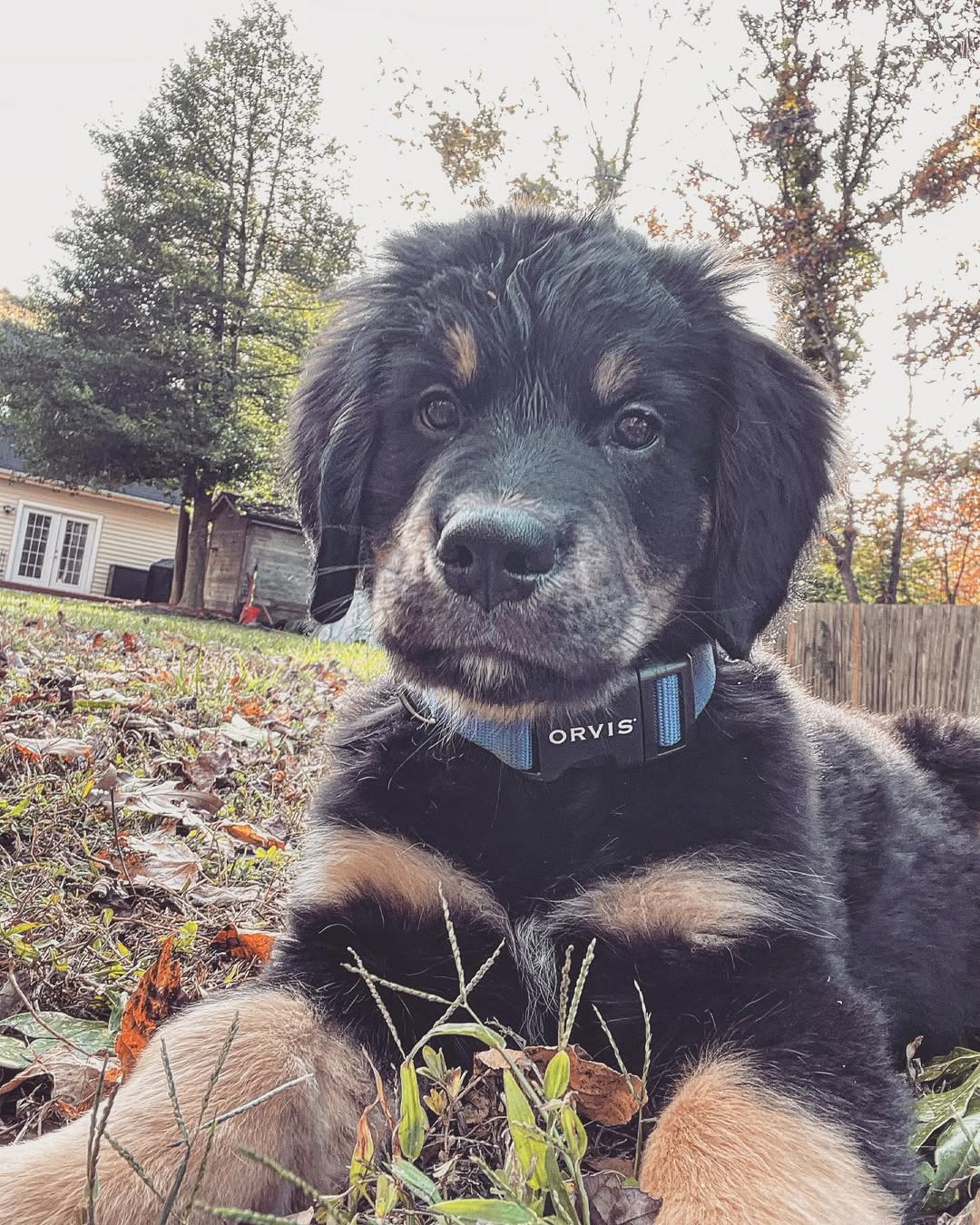 cute puppy in the garden 