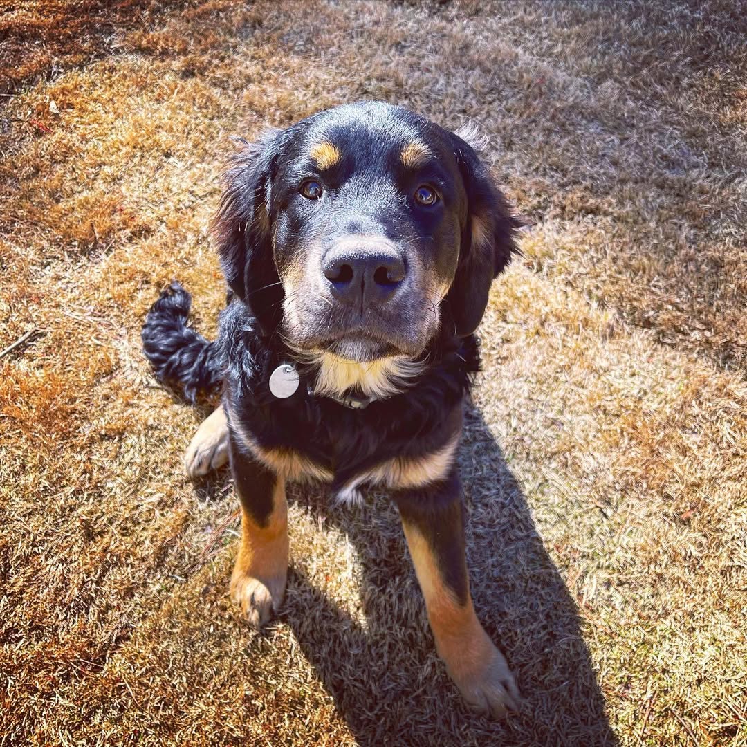 cute puppy looking up 