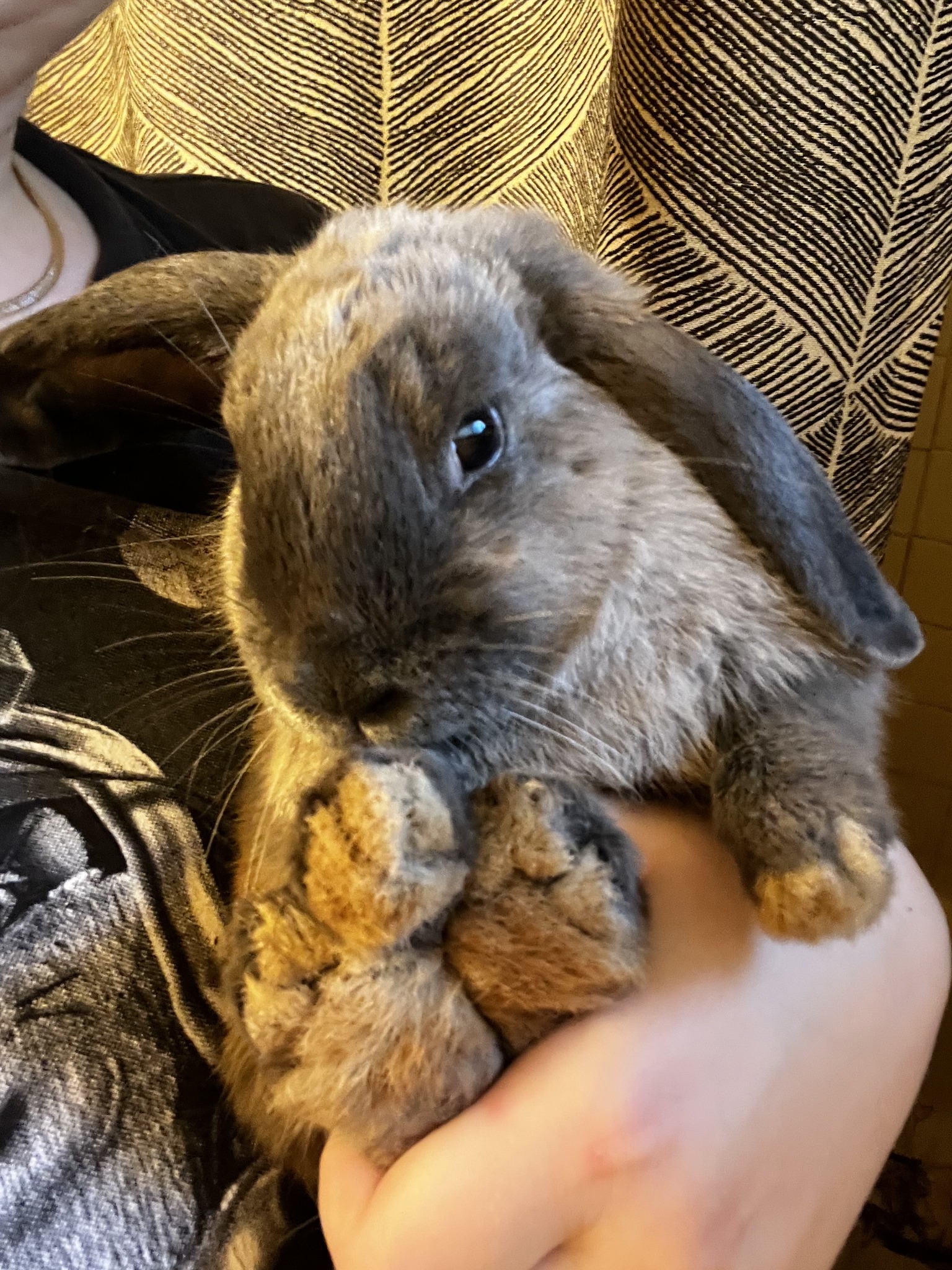 cute rabbit