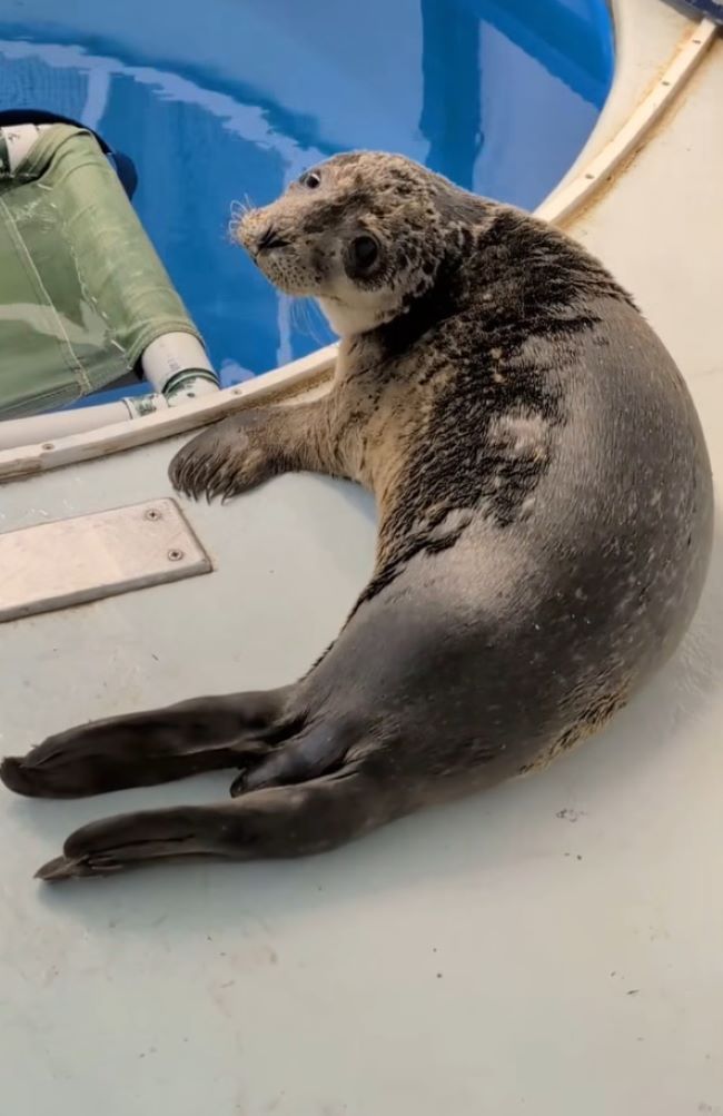 cute seal