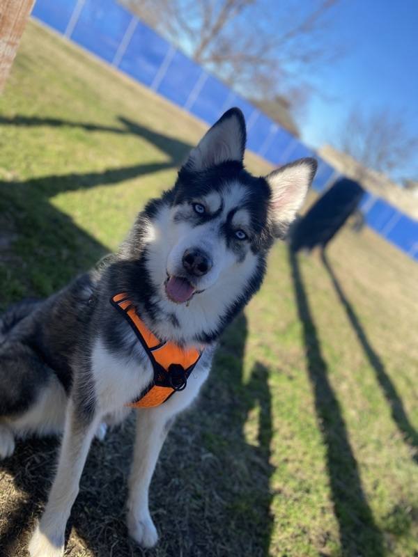 cute senior dog