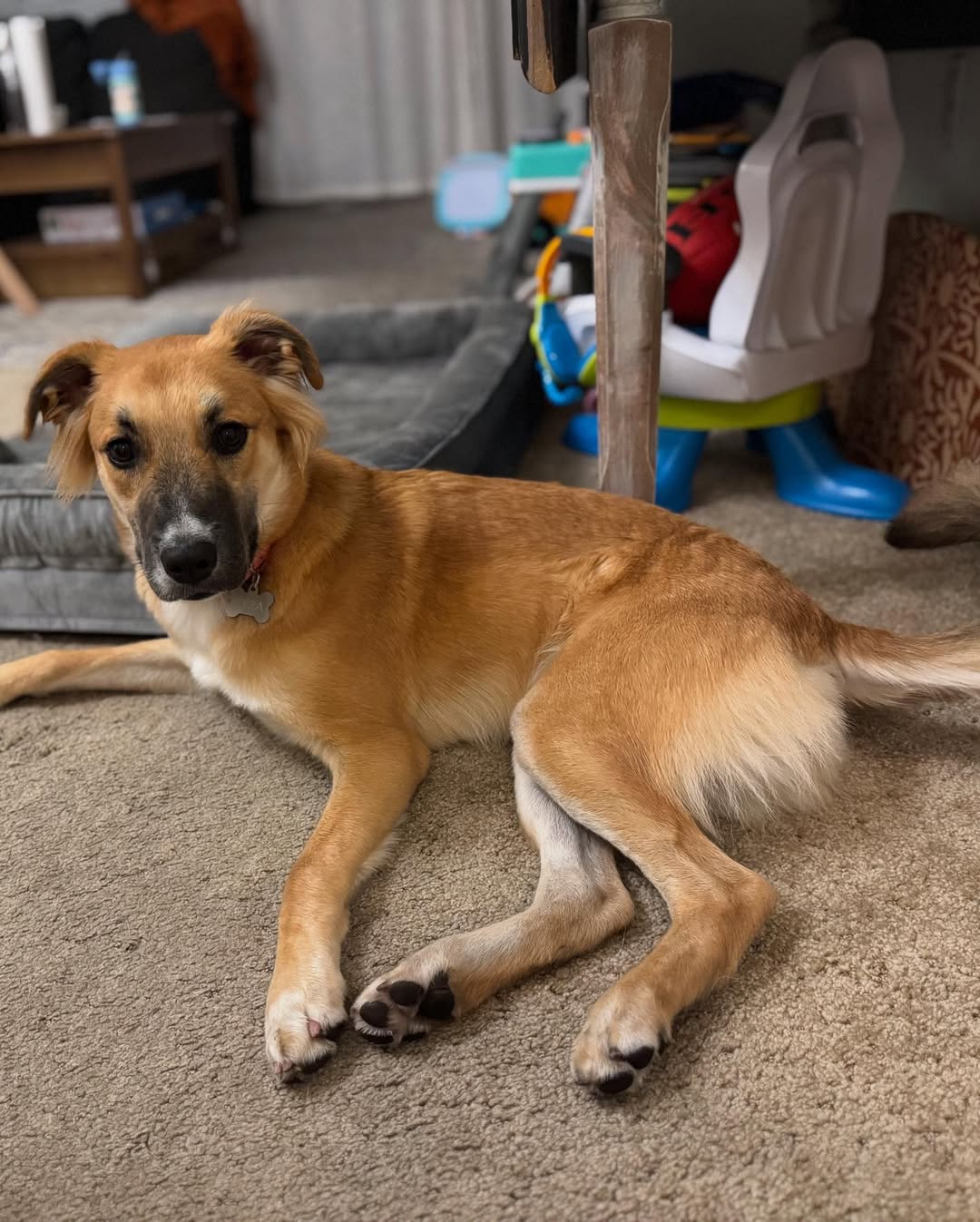 cute senior dog