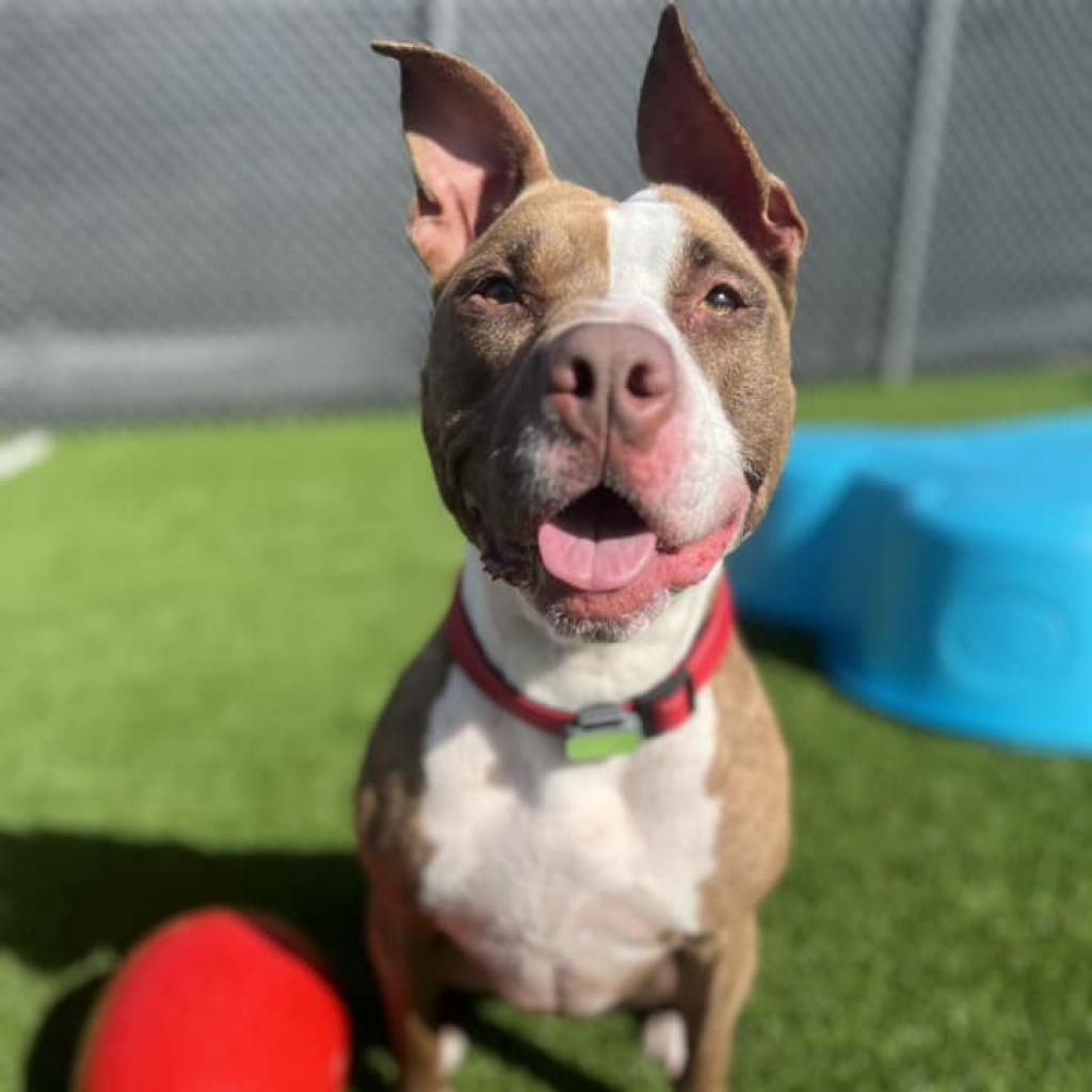 cute shelter dog