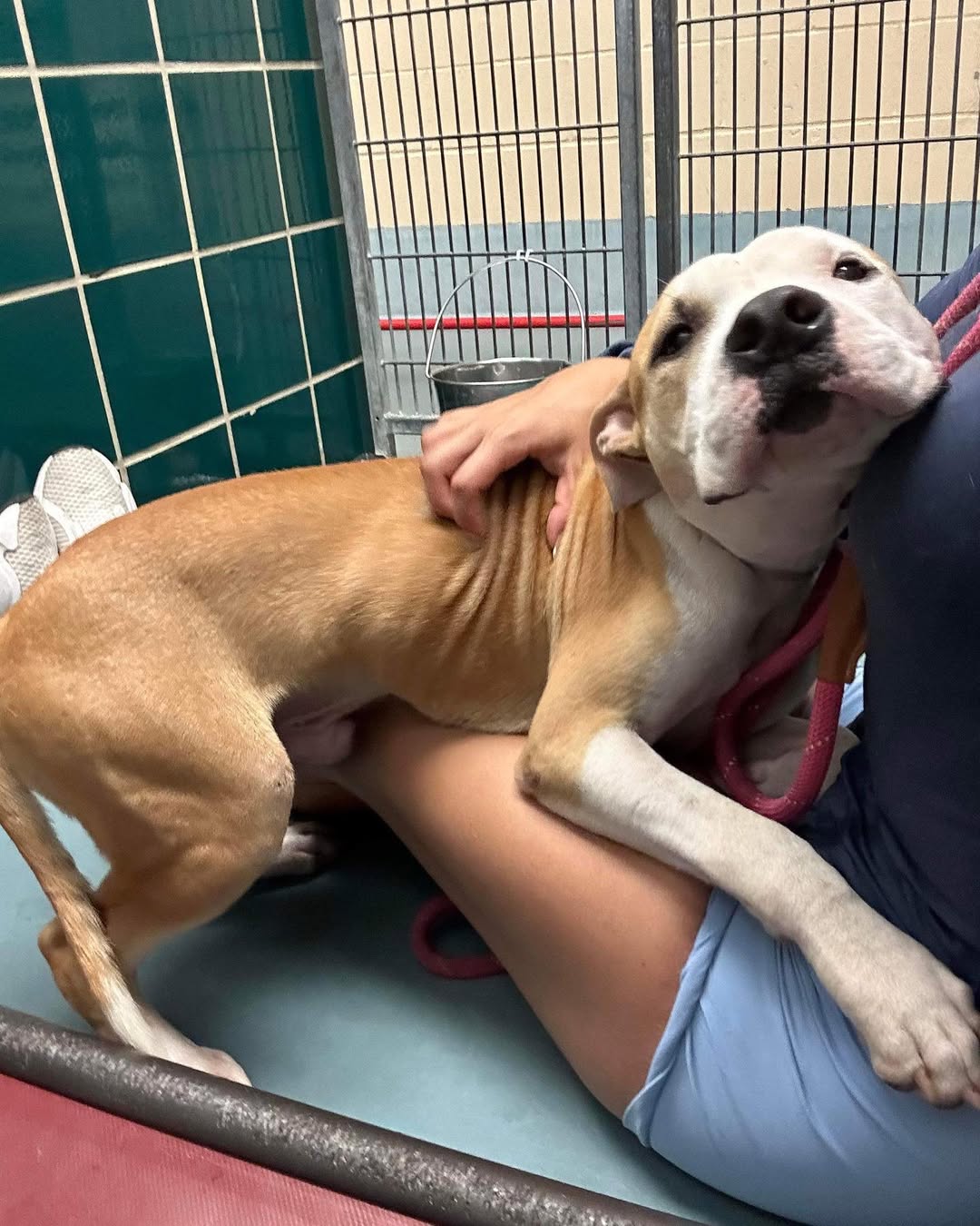 cute shelter dog