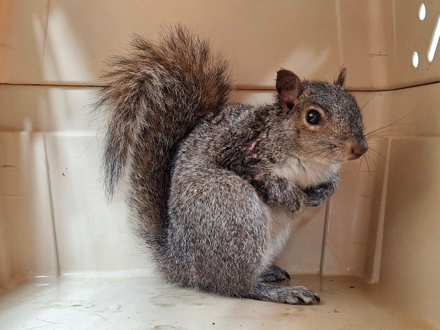 cute squirrel 