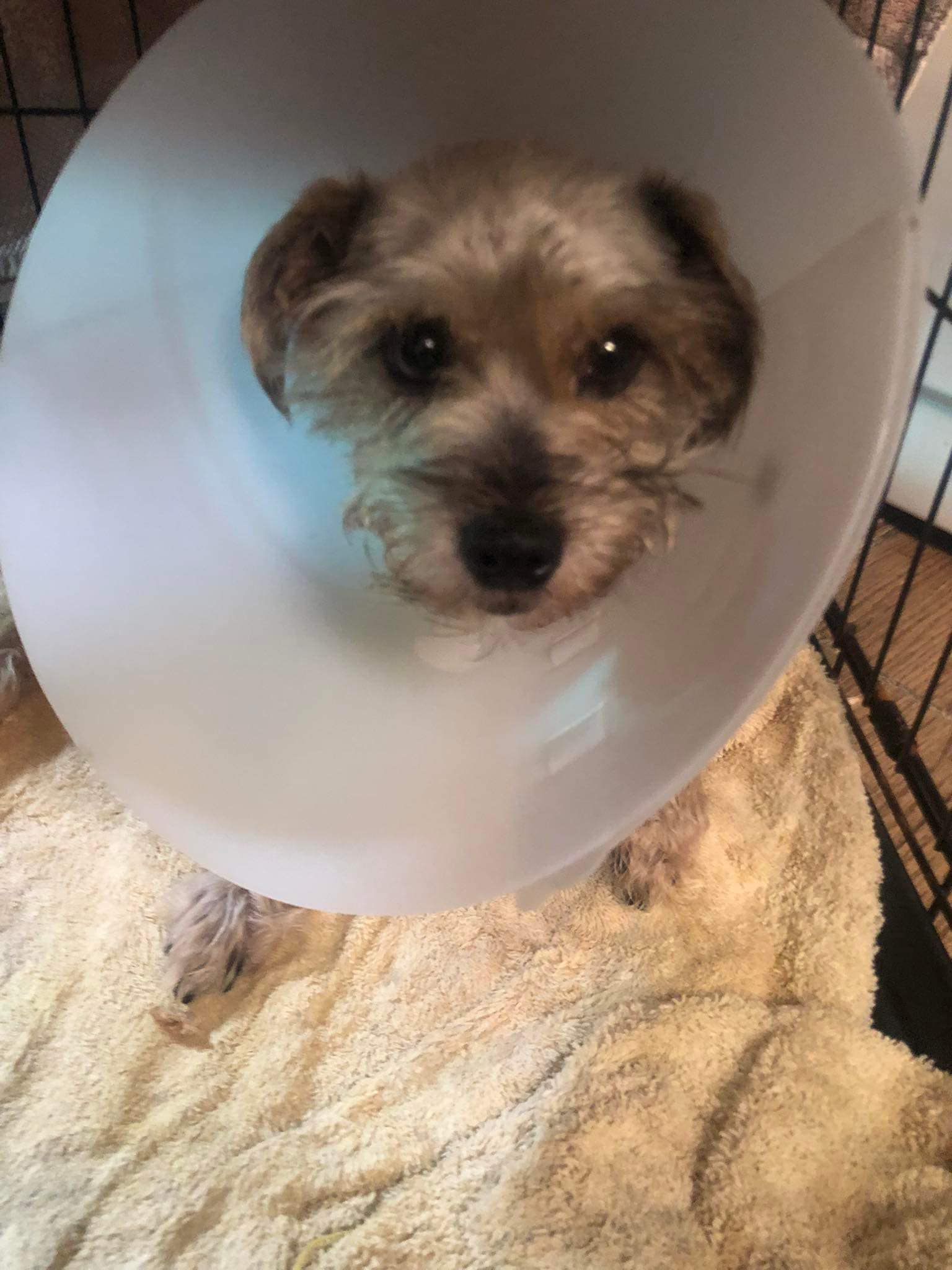 cute tiny dog