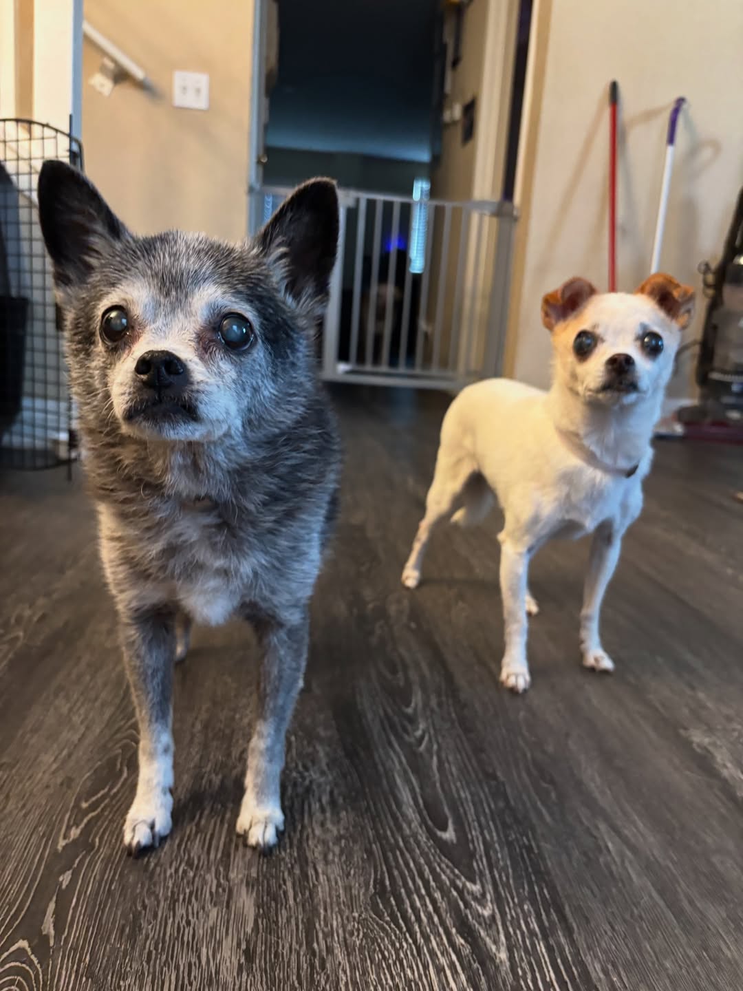 cute tiny dogs