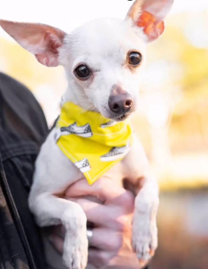 cute white chihuahua