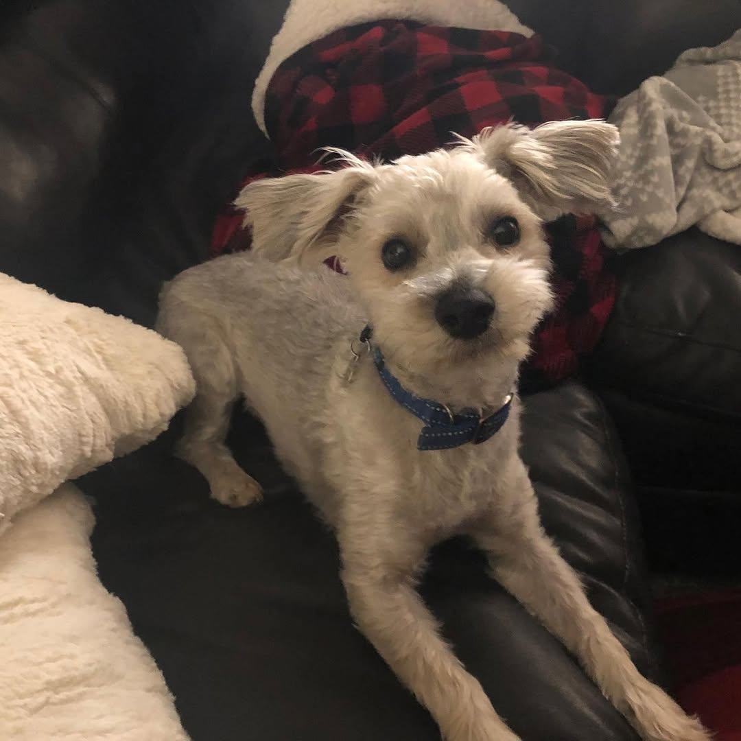 cute white dog