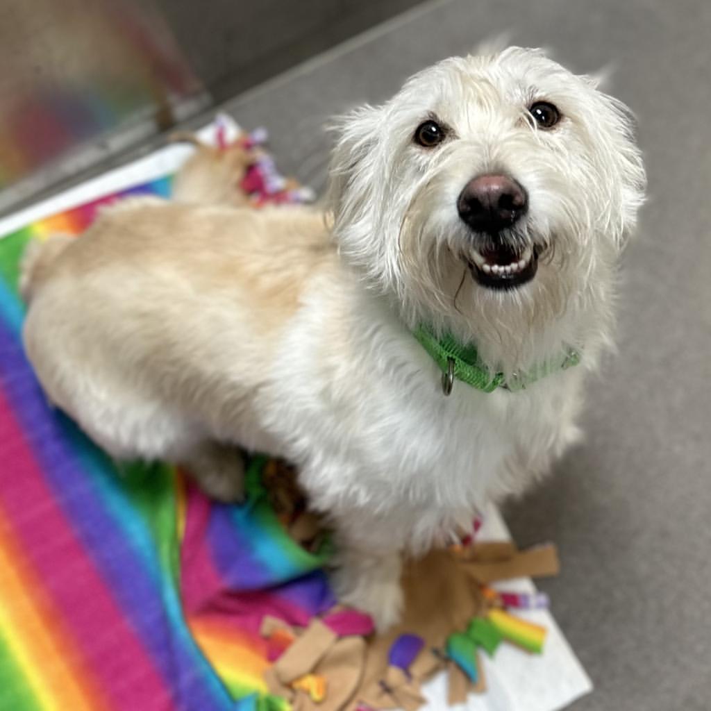 cute white dog