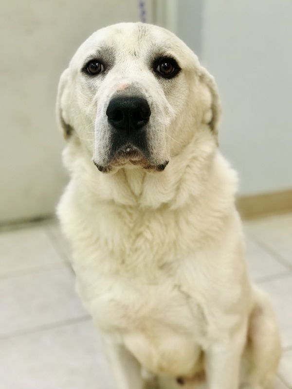 cute white dog