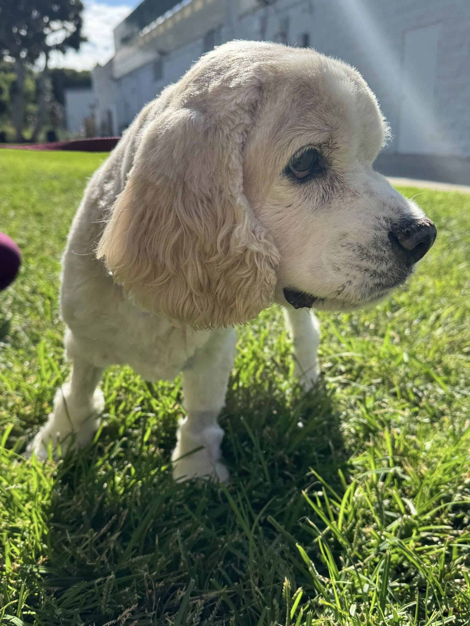 cute white dog