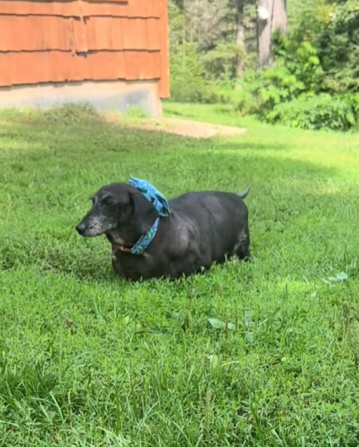 dachshund in grass 