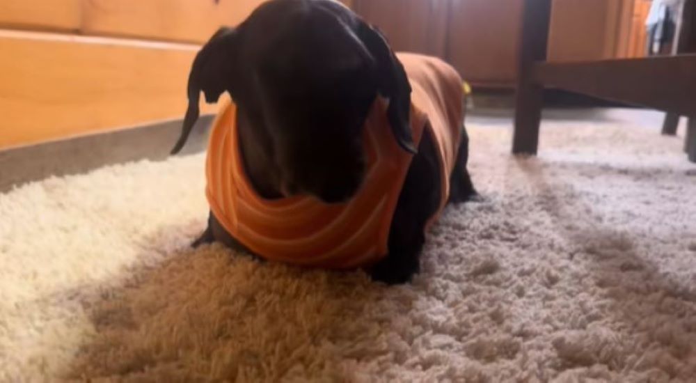 dachshund on carpet 