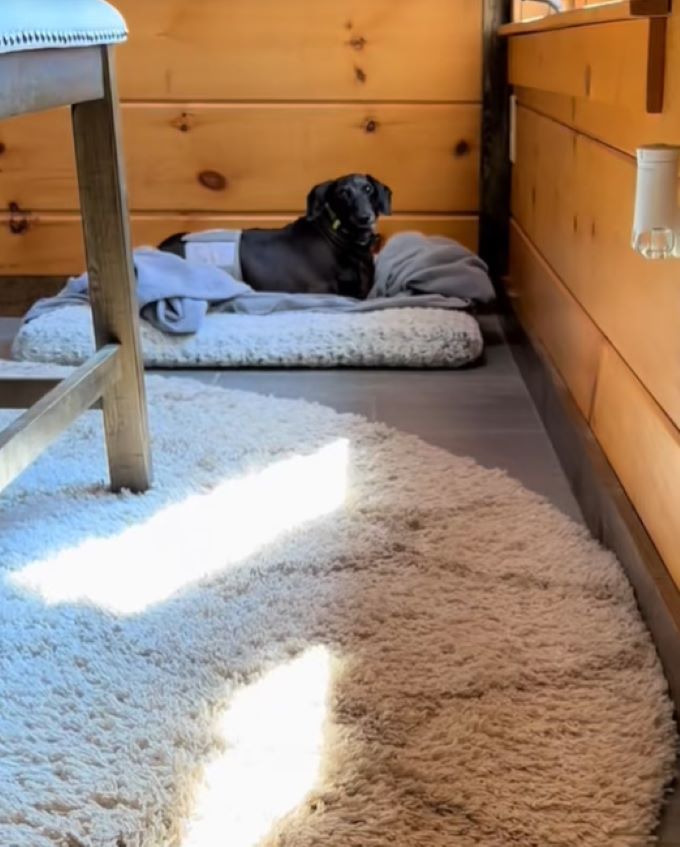 dachshund on dog bed 
