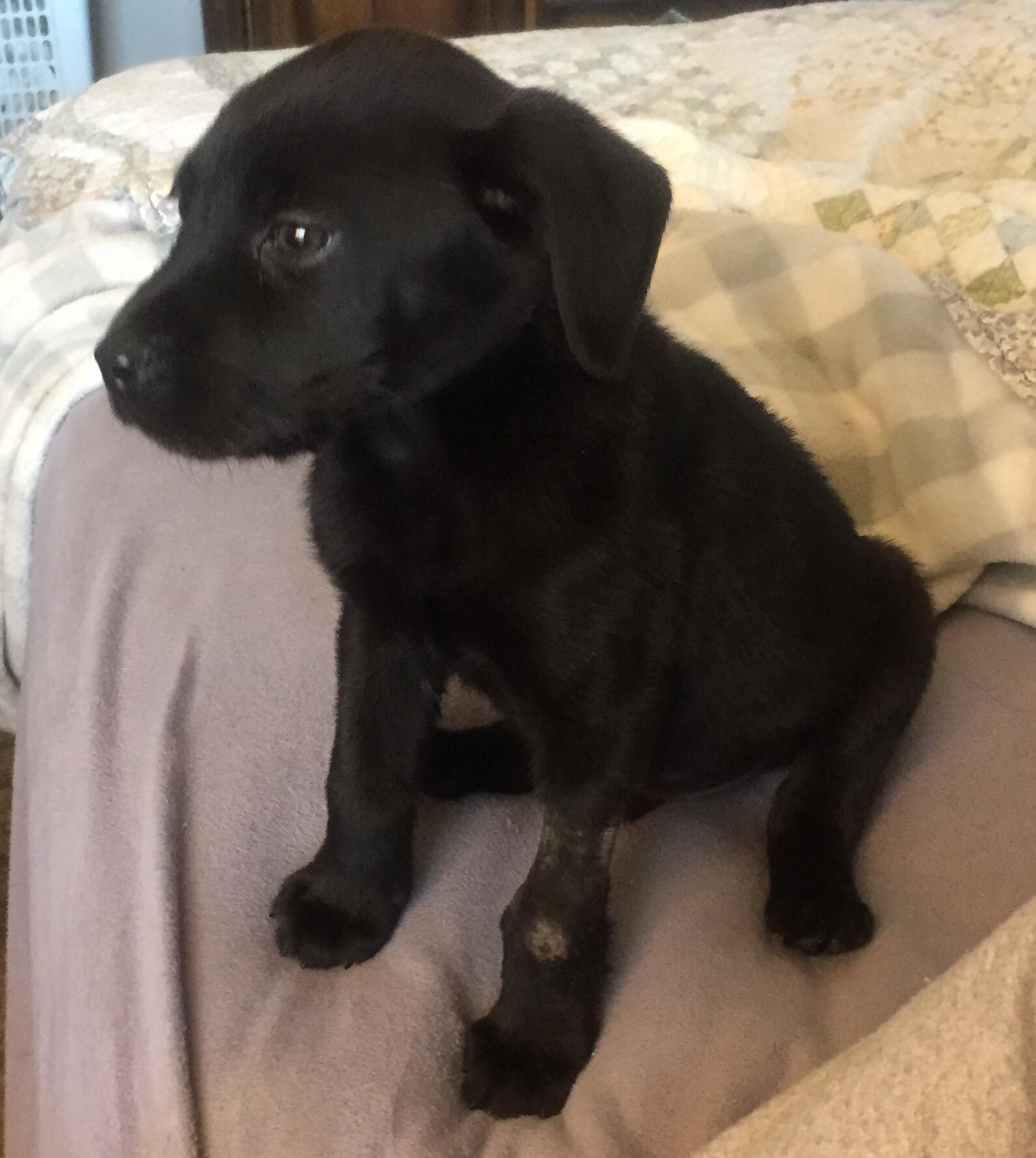 deaf puppy