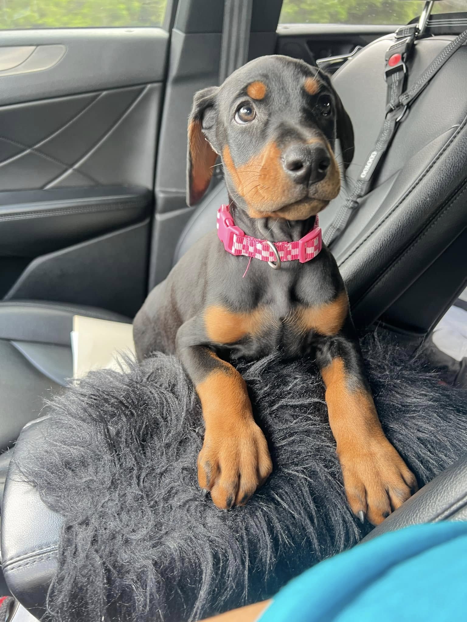 doberman in car